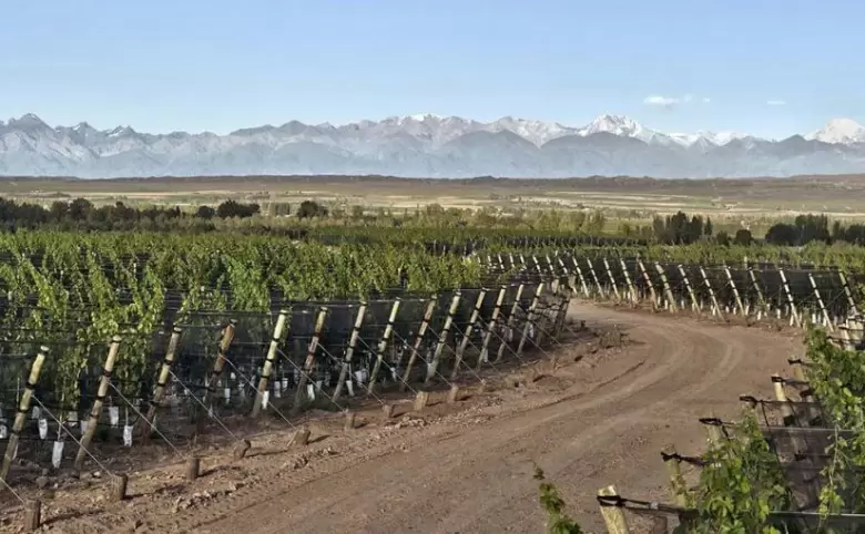 bodegas