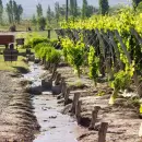 Emergencia agropecuaria: Irrigación otorgará importantes beneficios en el canon de riego