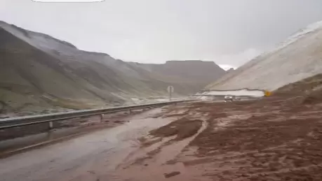 pehuenche1