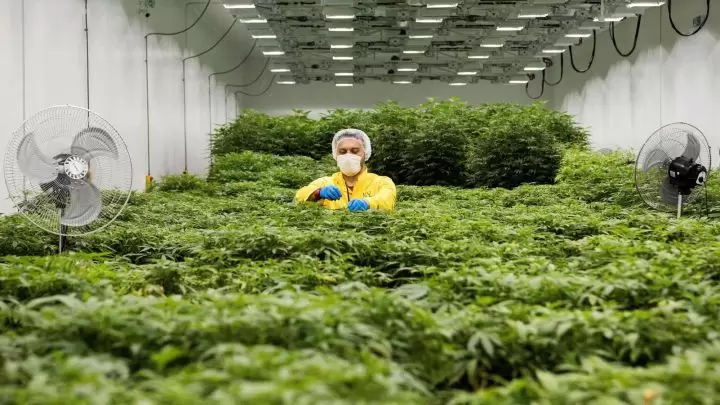 nuevayorkmarihuana