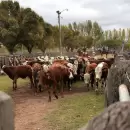 Ganadería en Mendoza: 2024, un año de consolidación y expansión