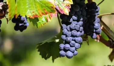uva vi�edos