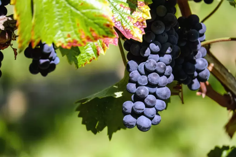uva viñedos