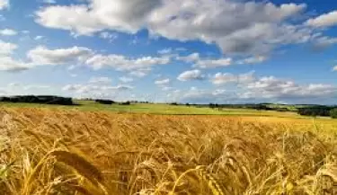 Campo de trigo