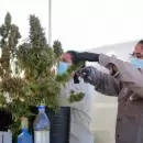 Con la creación de un registro, Mendoza reglamentó el cannabis medicinal para animales