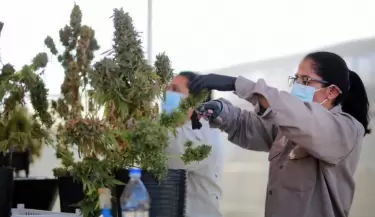cannabis medicinal