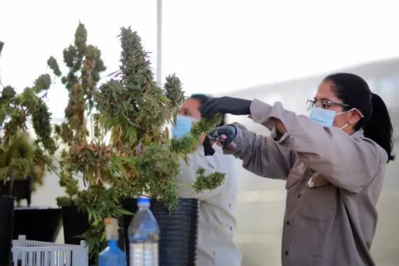 cannabis medicinal