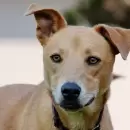 Día del Perro Mestizo: por qué Argentina es líder en tenencia de mascotas