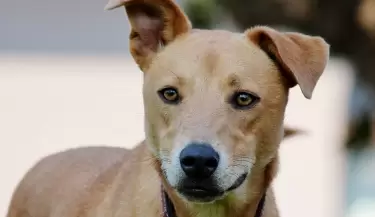 perro-mestizo