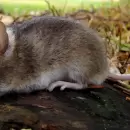 Avanza en el Sur una investigación para determinar si existen roedores con hantavirus