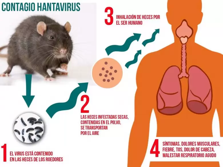 Hantavirus