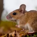 Hantavirus: cómo prevenir contagios y cuáles son los síntomas de la enfermedad