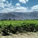 La superficie de vi�edos en Argentina cay� un 11% en la �ltima d�cada