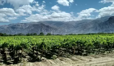 vinedos de Bonarda