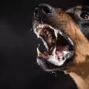 Detectan un caso de rabia en Mendoza y refuerzan la vacunaci�n gratuita para mascotas