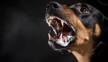 rabia en perro perros ladrido
