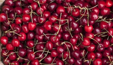 cerezas