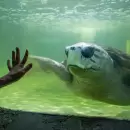 El tortugo Jorge regresar� al mar tras 40 a�os en cautiverio