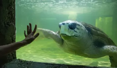 tortugo-jorge3