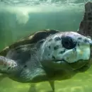 Adiós al Acuario de Mar del Plata: cerrará sus puertas y el tortugo Jorge volverá al mar