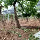 Alerta amarilla por tormentas y posible granizo en Mendoza: qué zonas serán afectadas