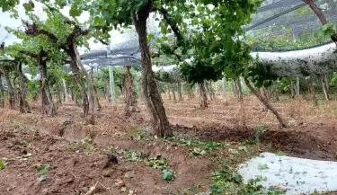 Granizo- Medrano