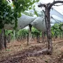 Alivio: Mendoza brindar� cobertura para productores afectados por el granizo y las heladas