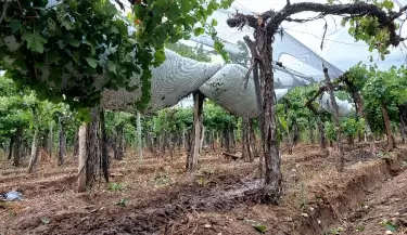 Granizo-Medrano