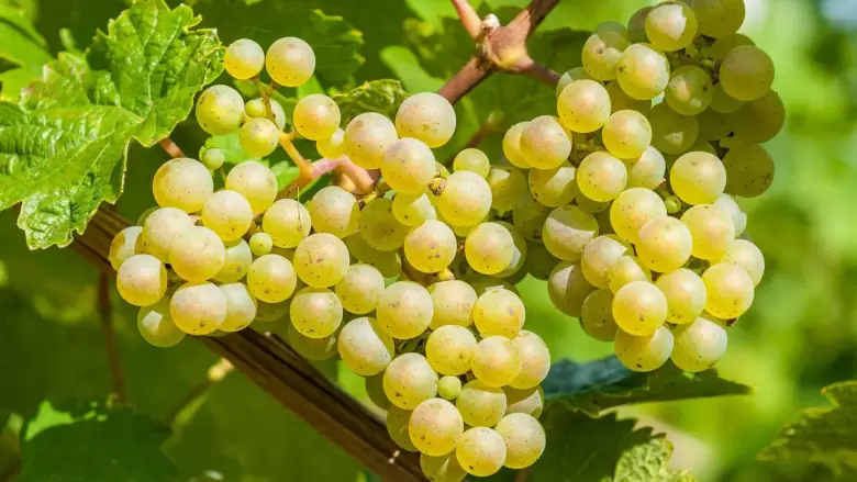 uva-blanca