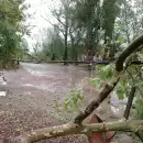 Caos tras la tormenta: árboles caídos, cortes de luz y una casa anegada en Mendoza
