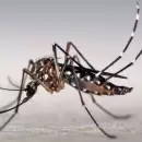 Alerta: Mendoza ya tiene dos casos de dengue y uno es aut�ctono