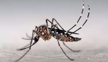 Dengue-prevenci�n-Mendoza