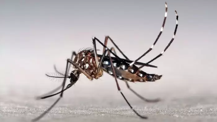 Dengue-prevención-Mendoza