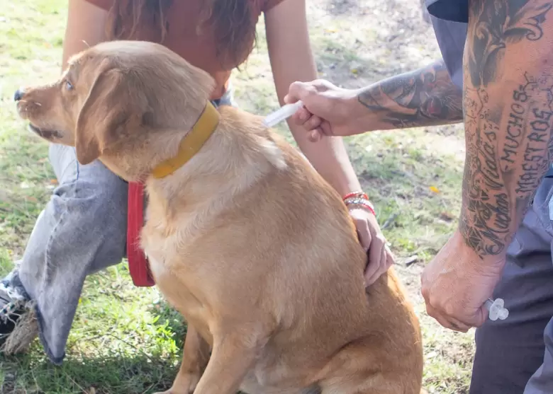 vacunacion mascotas maipu