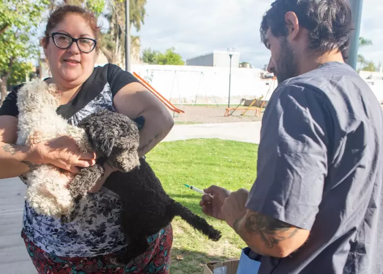 vacunacion mascotas maipu