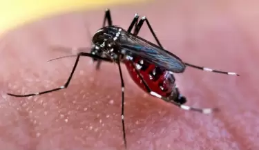 dengue