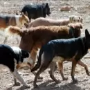 Perros abandonados y fr�o polar en Mendoza: el llamado urgente al Gobierno para actuar