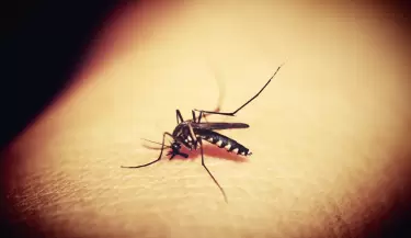 El Aedes aegypti, el mosquito que transmite el dengue.