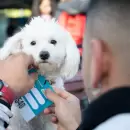 Ciudad invita a participar en la Marat�n Animal para promover el bienestar y la tenencia responsable