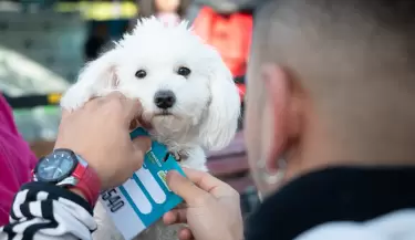 maraton animal