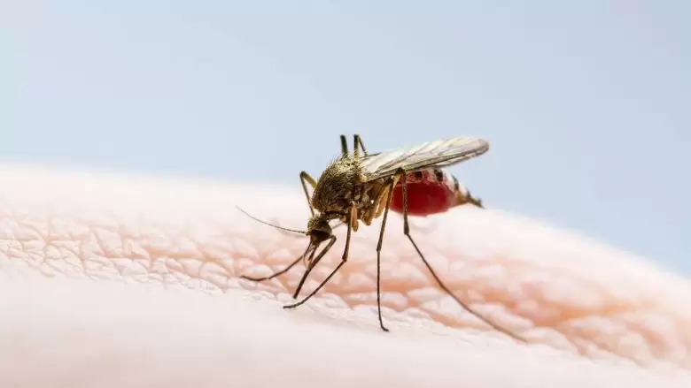 dengue