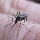 Dengue en Argentina: la advertencia de ANMAT sobre el protector solar y repelente