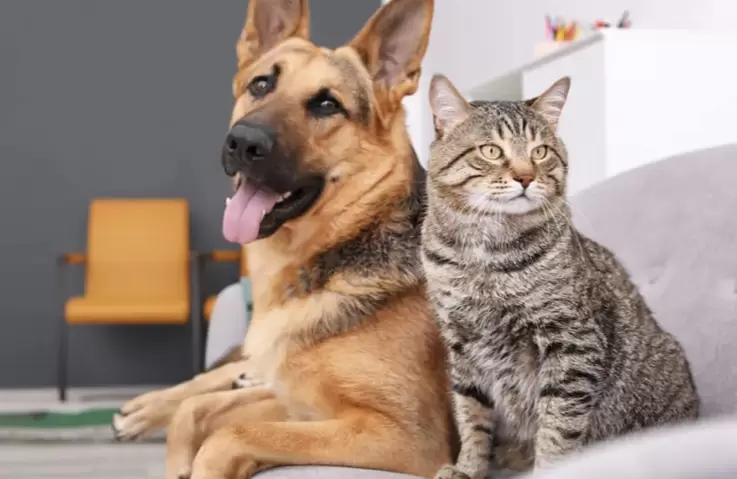 Perros y gatos