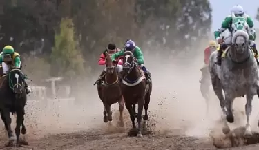 turf hipodromo de mendoza