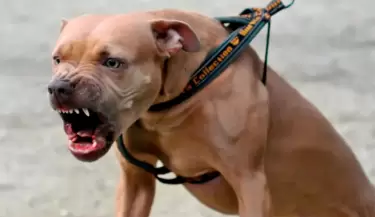 pitbull4