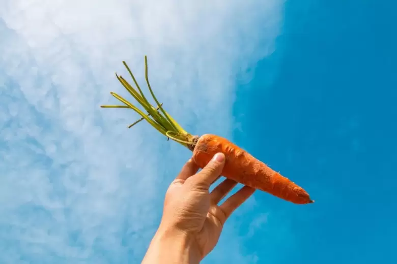 Zanahorias