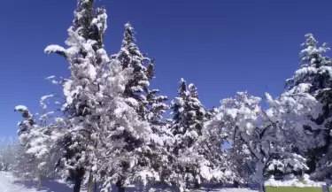 Nieve