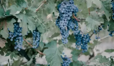 Uvas