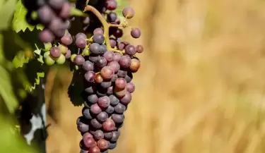 Uvas