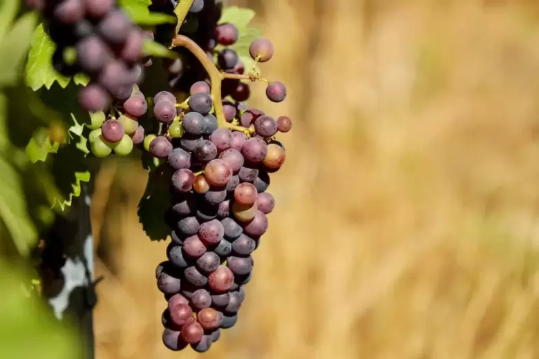 Uvas